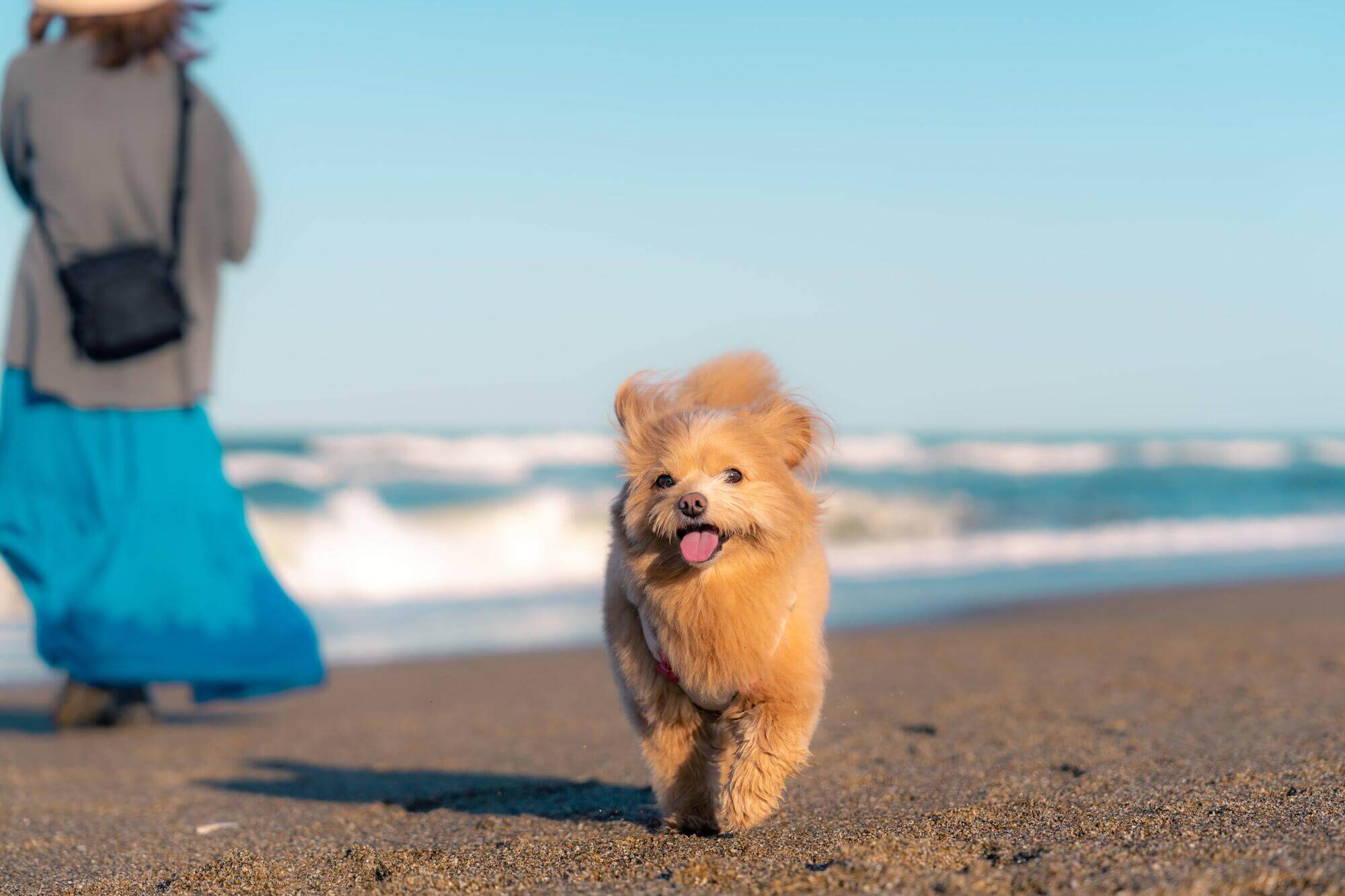 ポメプーはどんな犬？まず知っておきたい基礎知識